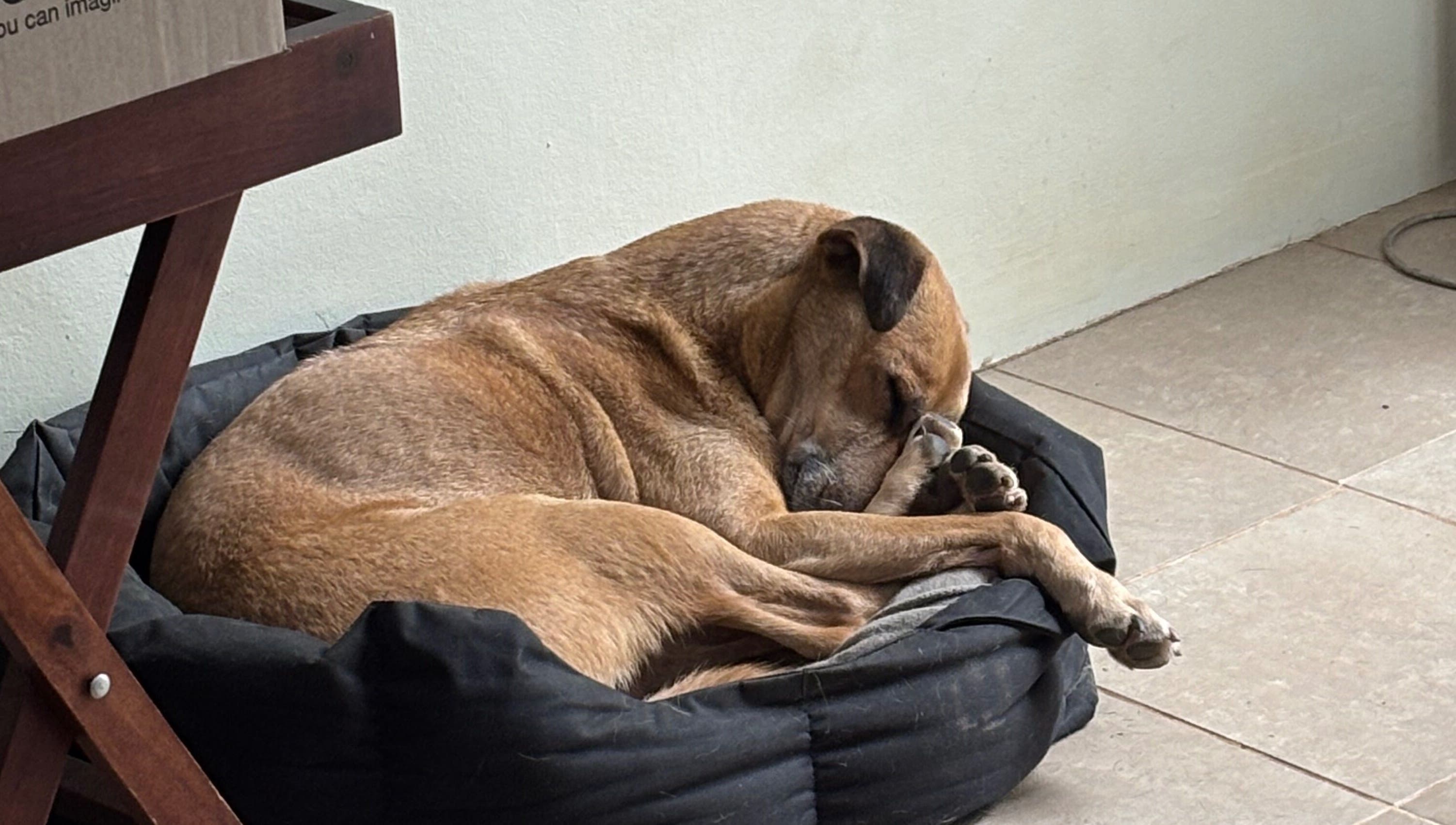 Relaxed dog sleeping on a cozy bed at Fabulous Nail Creations, Centurion, Gauteng, ZA.