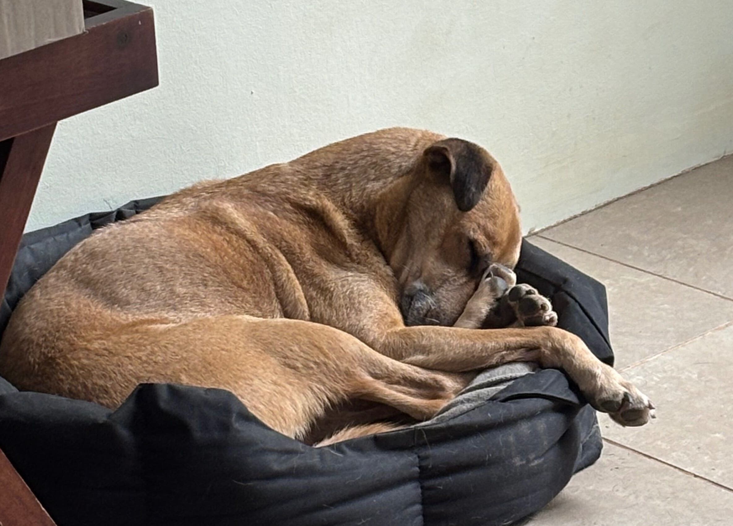Relaxed dog sleeping on a cozy bed at Fabulous Nail Creations, Centurion, Gauteng, ZA.