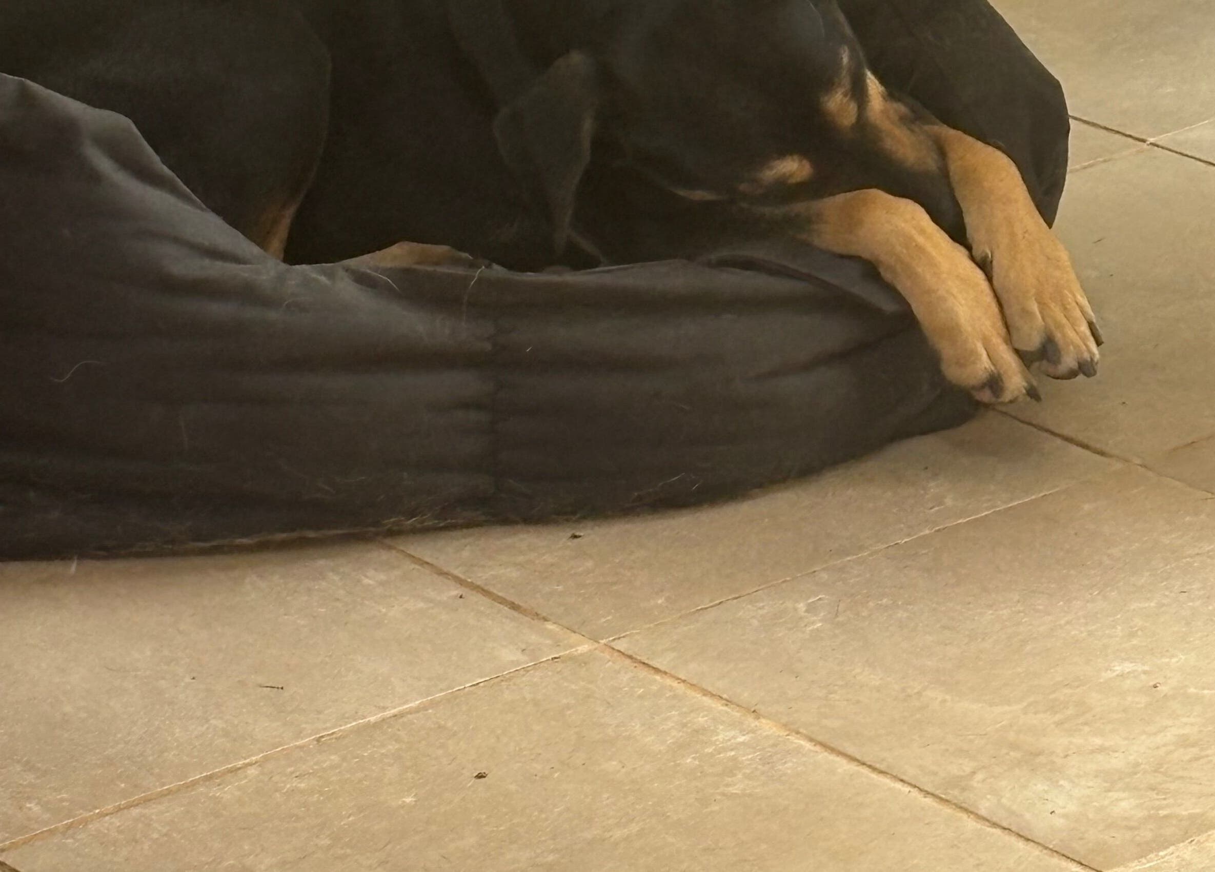 A dog peacefully sleeps in a cozy corner at Fabulous Nail Creations, Centurion, Gauteng, ZA.