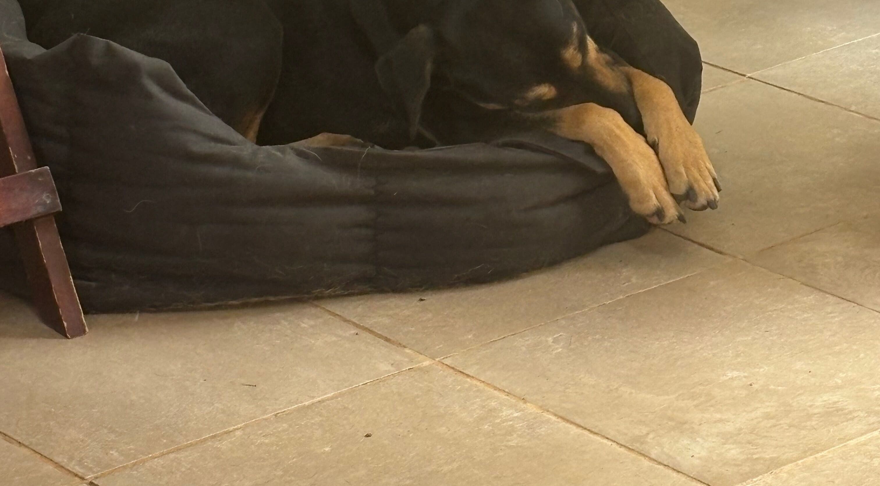 A dog peacefully sleeps in a cozy corner at Fabulous Nail Creations, Centurion, Gauteng, ZA.