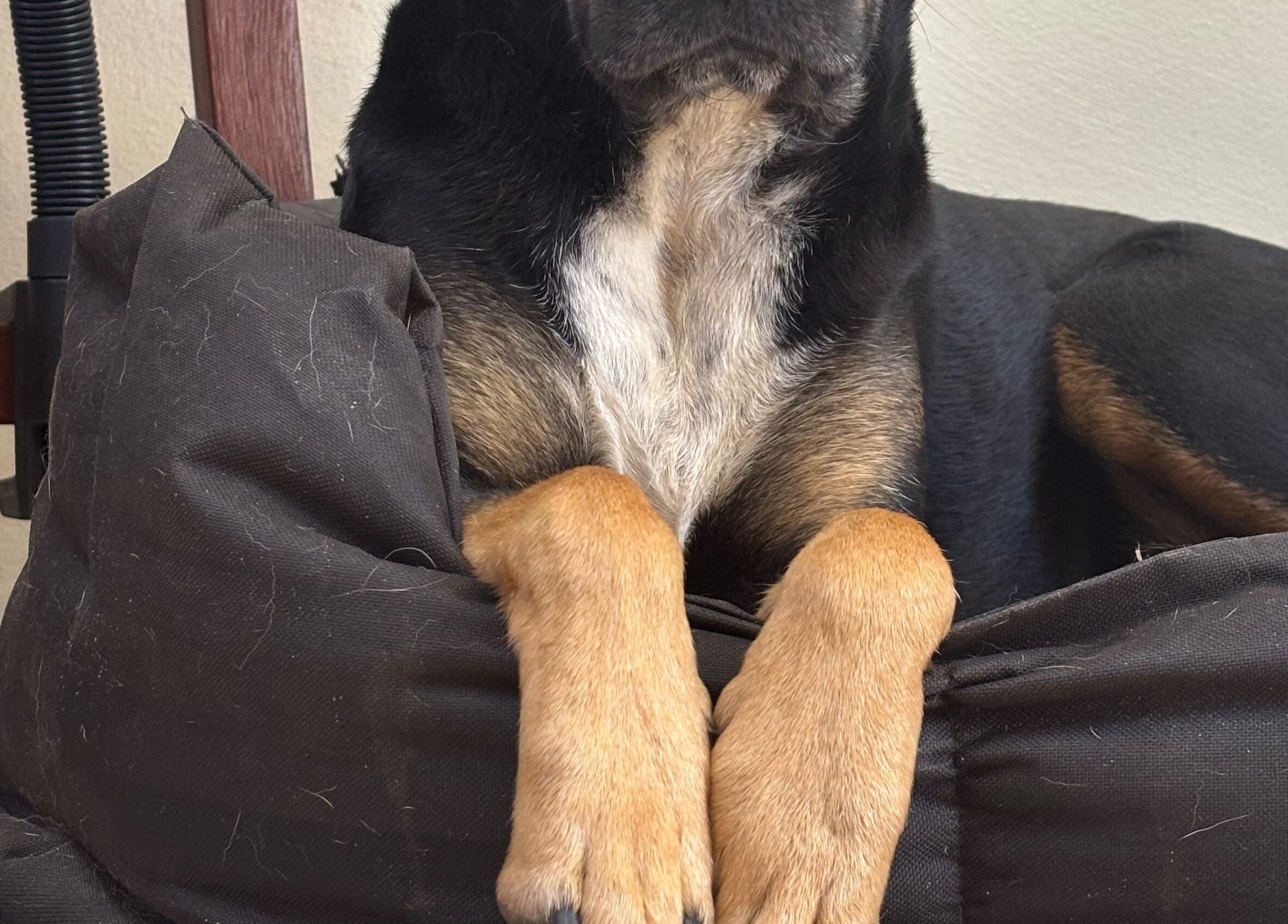 A dog rests comfortably on a cushioned bed at Fabulous Nail Creations, Centurion, Gauteng, ZA.
