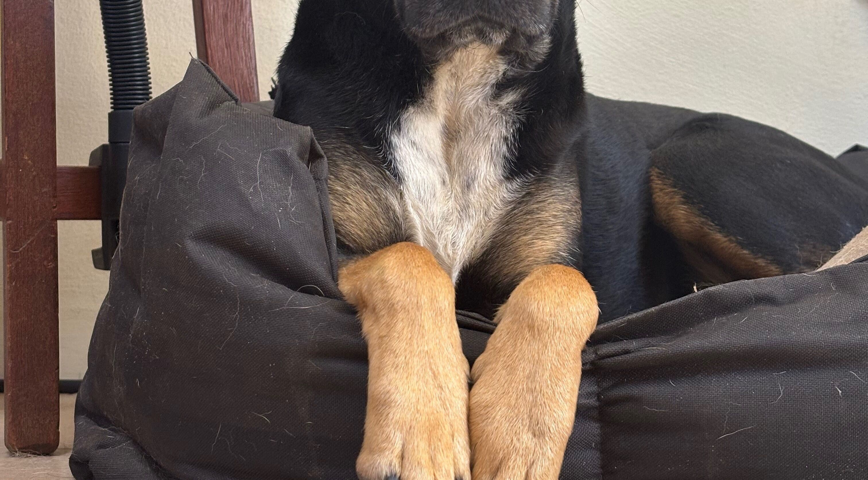A dog rests comfortably on a cushioned bed at Fabulous Nail Creations, Centurion, Gauteng, ZA.