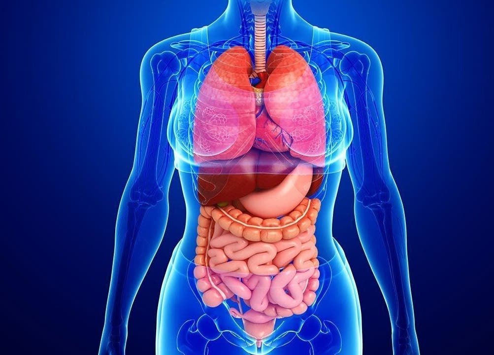 Anatomical illustration highlighting wellness therapy at Divine Flow Therapy, Gibbsboro, New Jersey, US.