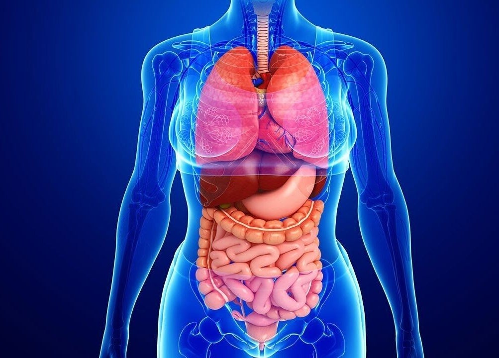 Anatomical illustration highlighting wellness therapy at Divine Flow Therapy, Gibbsboro, New Jersey, US.