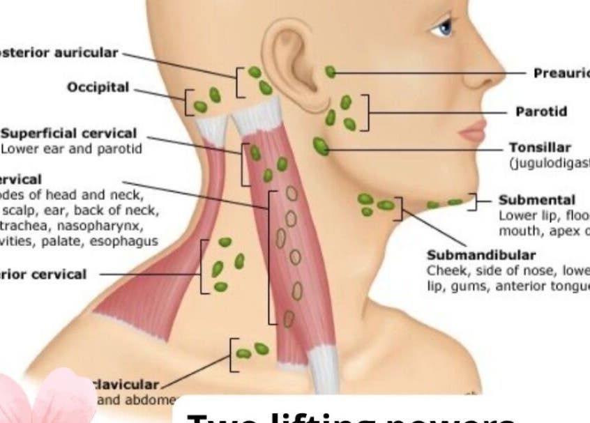 Lymph node chart from Noni's Face Therapy showing facial anatomy, located in Bali, Bali, ID.