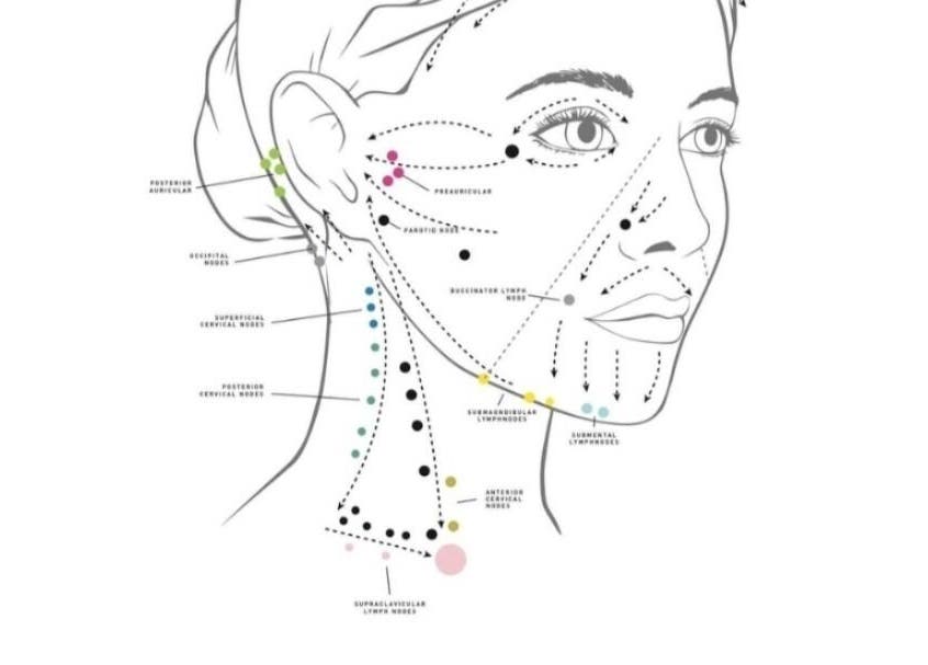 Detailed lymphatic map for face massage at Noni's Face Therapy, Bali, Bali, ID.