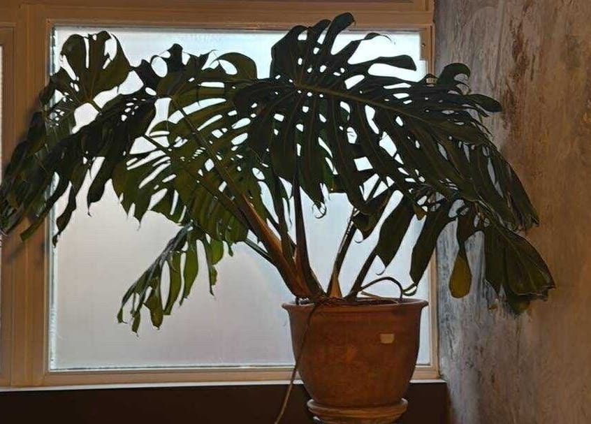 Monstera w doniczce przy oknie w Magnetic Tattoo Studio, Northampton, England, GB.