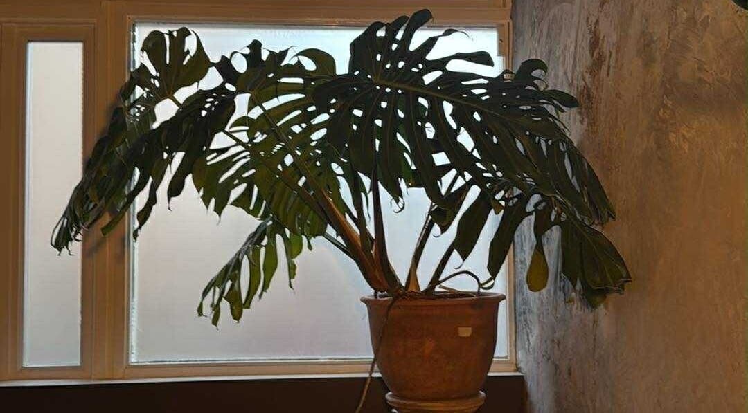 Monstera w doniczce przy oknie w Magnetic Tattoo Studio, Northampton, England, GB.