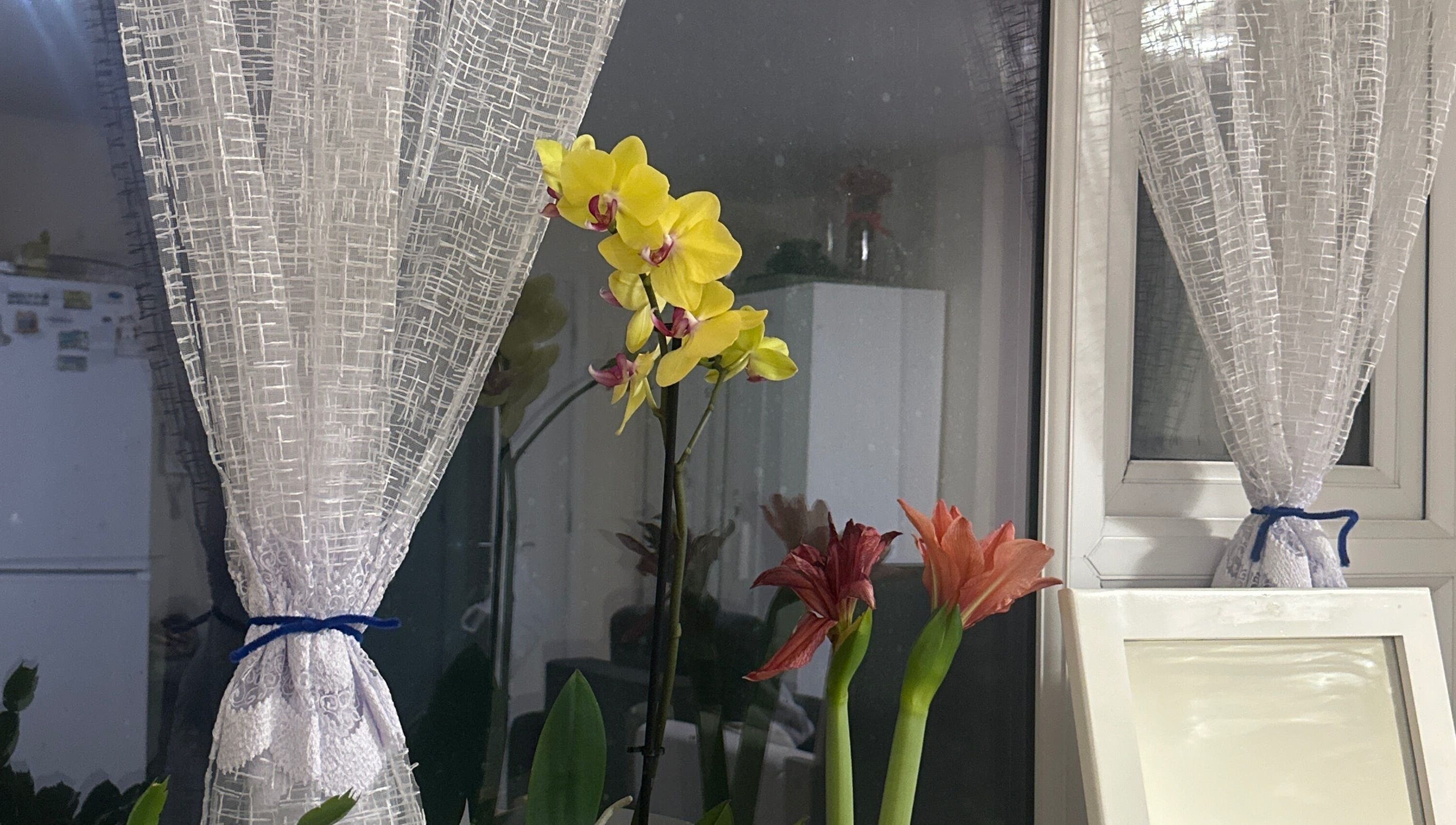 Orchids and amarillis in a serene GlowLab space, Thetford, England, GB, enhancing a tranquil ambiance.