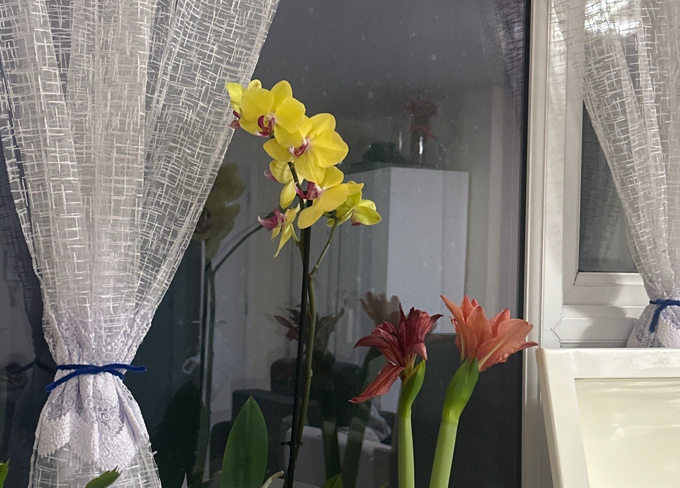 Orchids and amarillis in a serene GlowLab space, Thetford, England, GB, enhancing a tranquil ambiance.