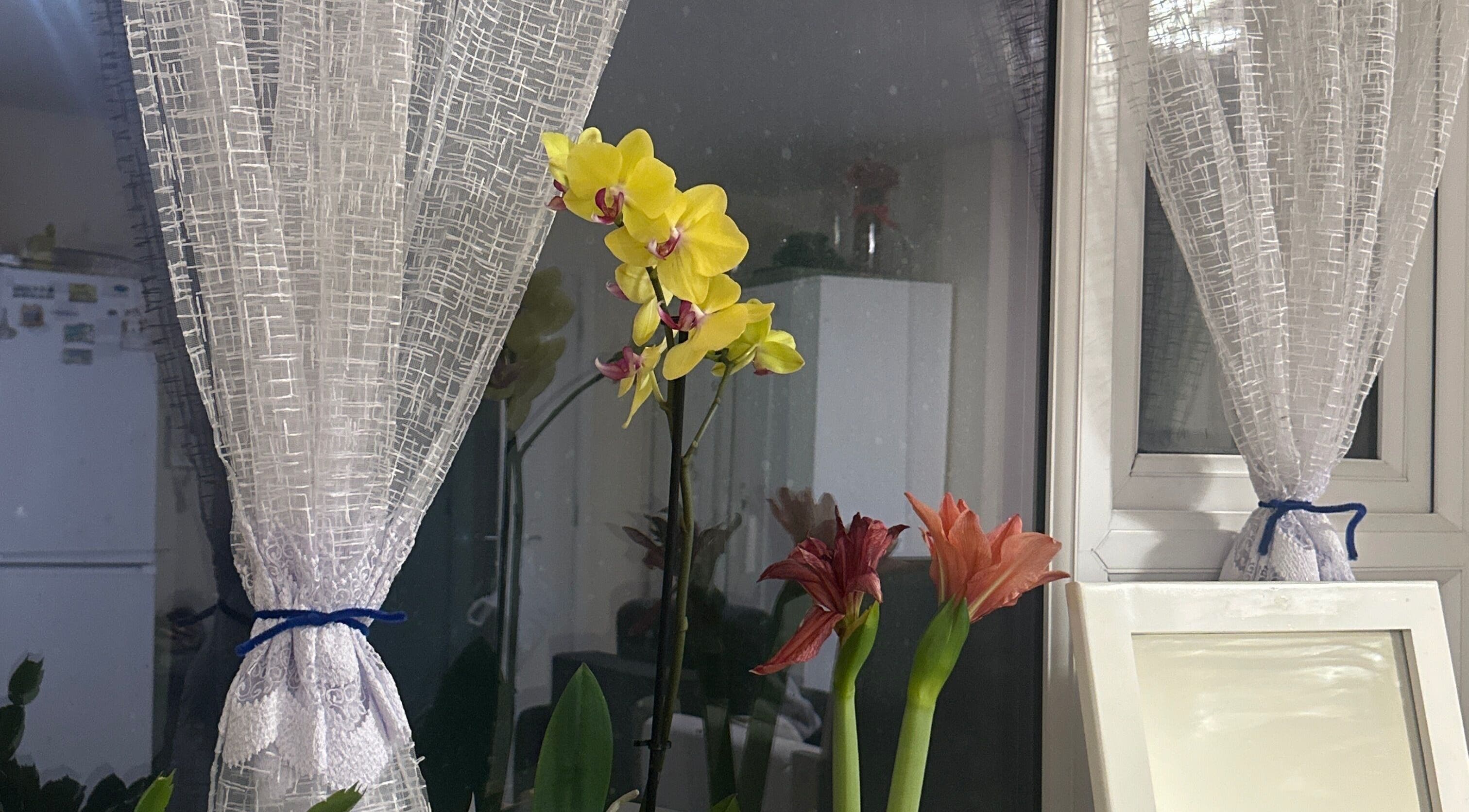 Orchids and amarillis in a serene GlowLab space, Thetford, England, GB, enhancing a tranquil ambiance.