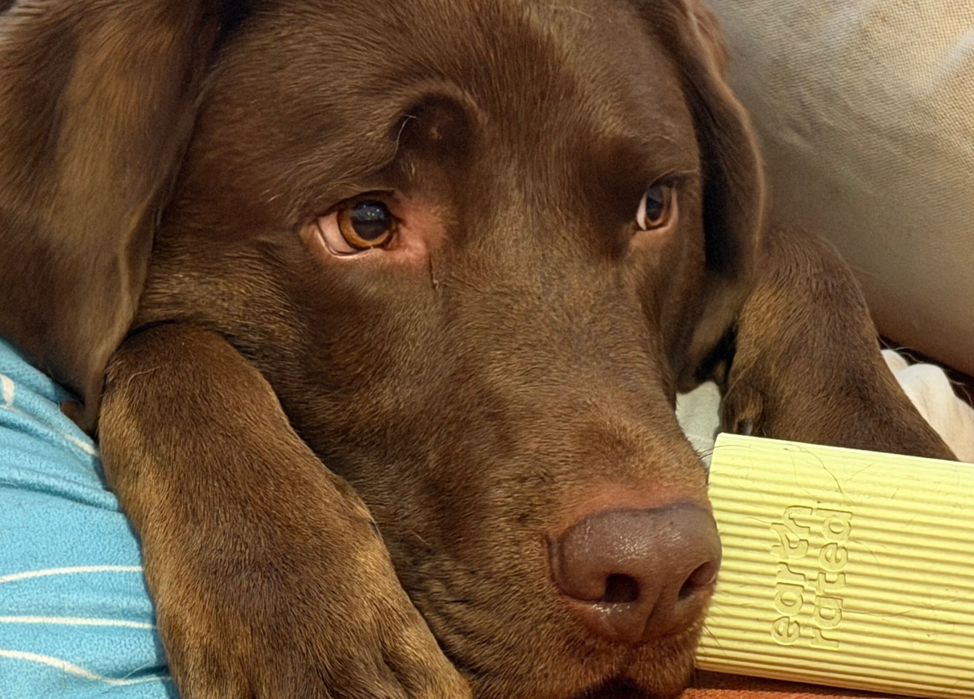 Cozy brown dog relaxing at Kate’s massage, Castleford, England, GB, embodying tranquility and warmth.