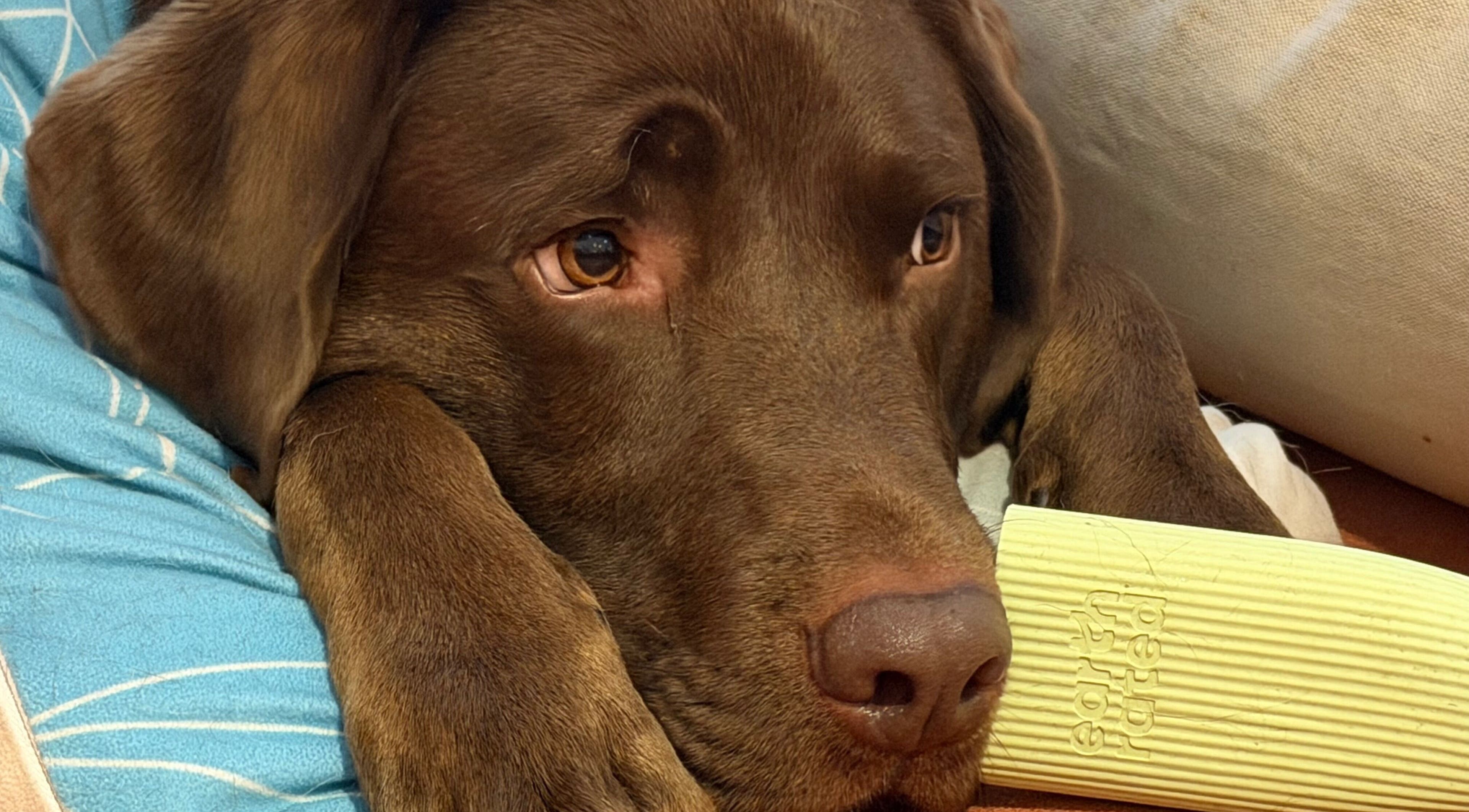 Cozy brown dog relaxing at Kate’s massage, Castleford, England, GB, embodying tranquility and warmth.