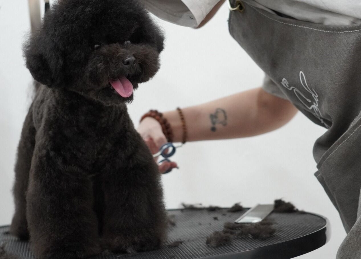 在Curfyland宠物美容，黑色狗狗在新加坡享受专业护理。