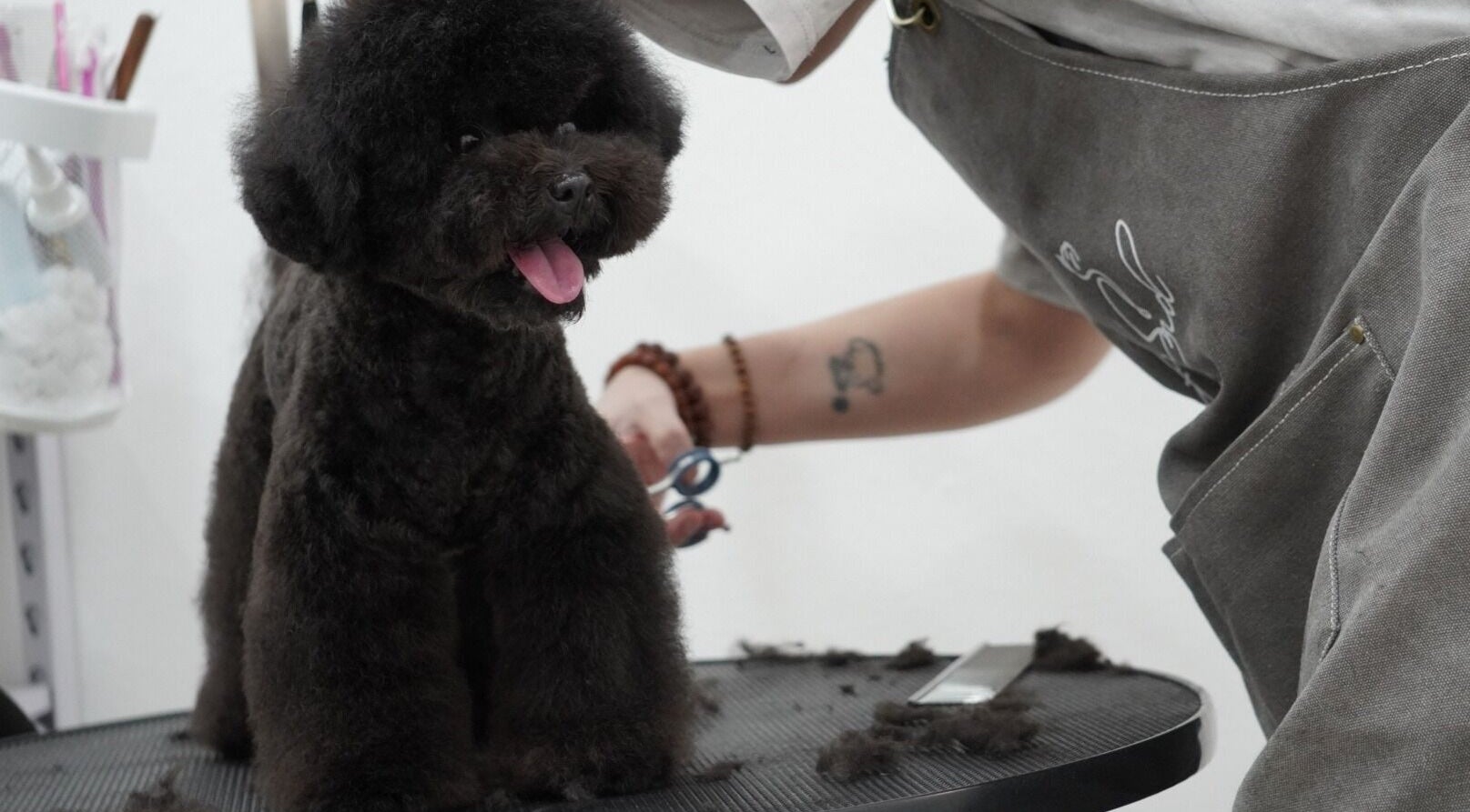 在Curfyland宠物美容，黑色狗狗在新加坡享受专业护理。