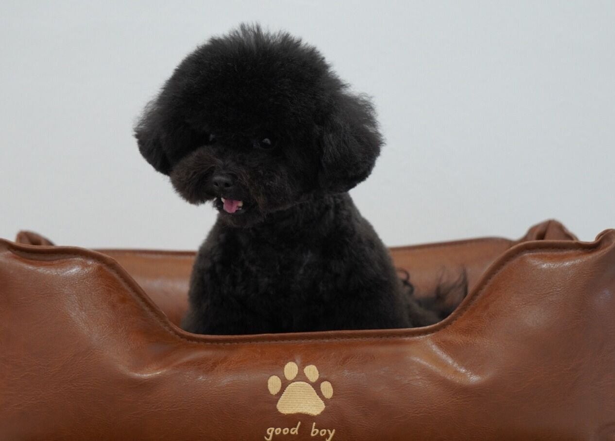 在Curfyland Pet Grooming新加坡新加坡SG，一只小狗舒适地坐在床上。