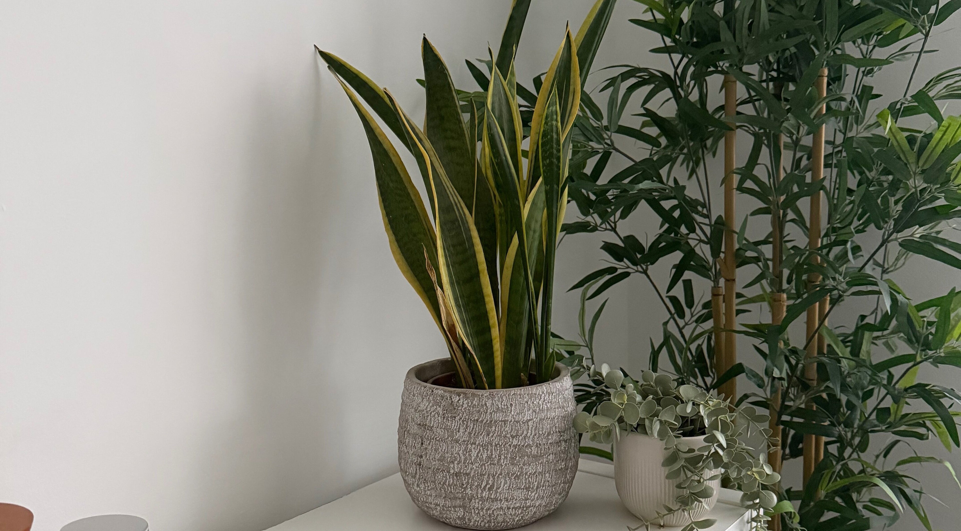 Elegant indoor plants at RAYVE COLLECTIVE, Southampton, England, GB create a serene wellness ambiance.