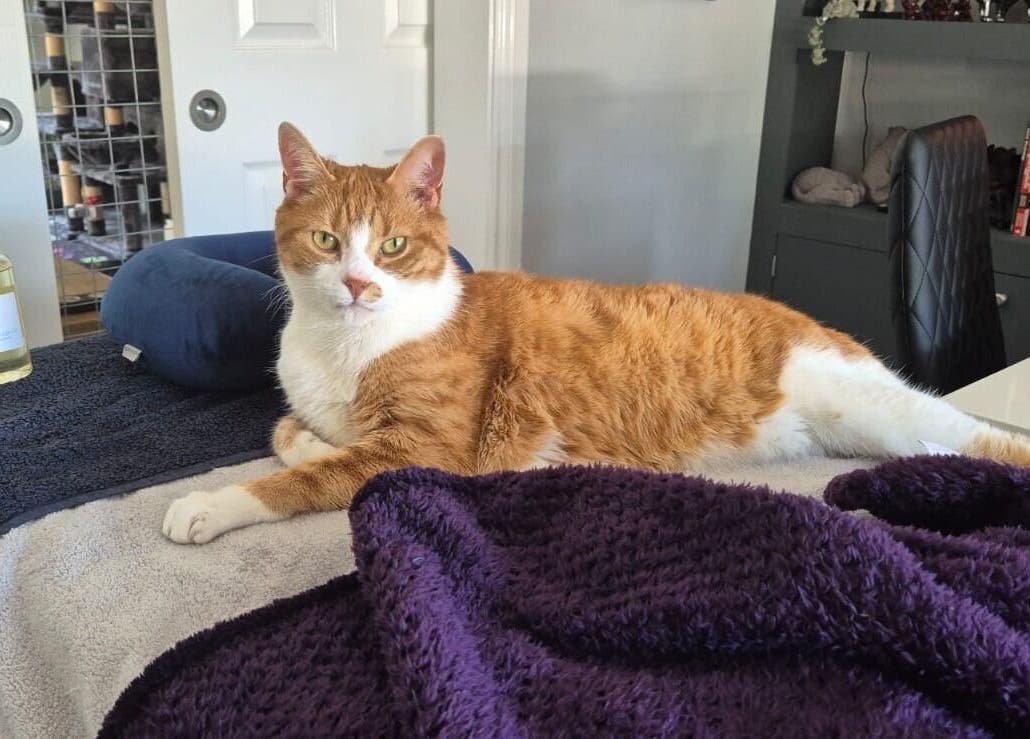 A relaxed cat lounging at Luna Lull in Douglas, IM, offering a calming spa ambiance.