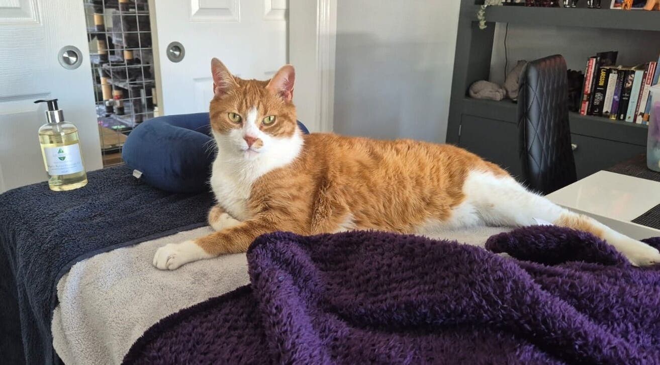 A relaxed cat lounging at Luna Lull in Douglas, IM, offering a calming spa ambiance.