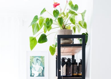 Stylish shelf with plant and products at Curly & Co Hair in Tweed Heads, New South Wales, AU.