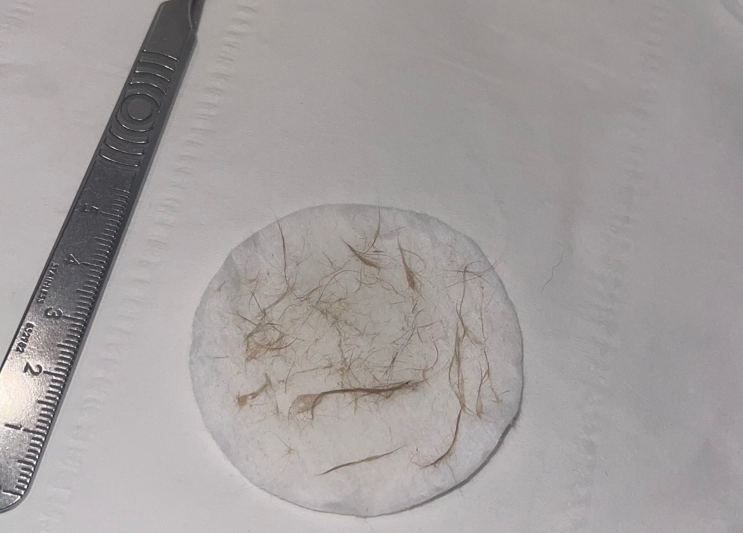 Close-up of beauty tool and cotton pad with hair at Coco’s Beauty, Clanfield, England, GB.