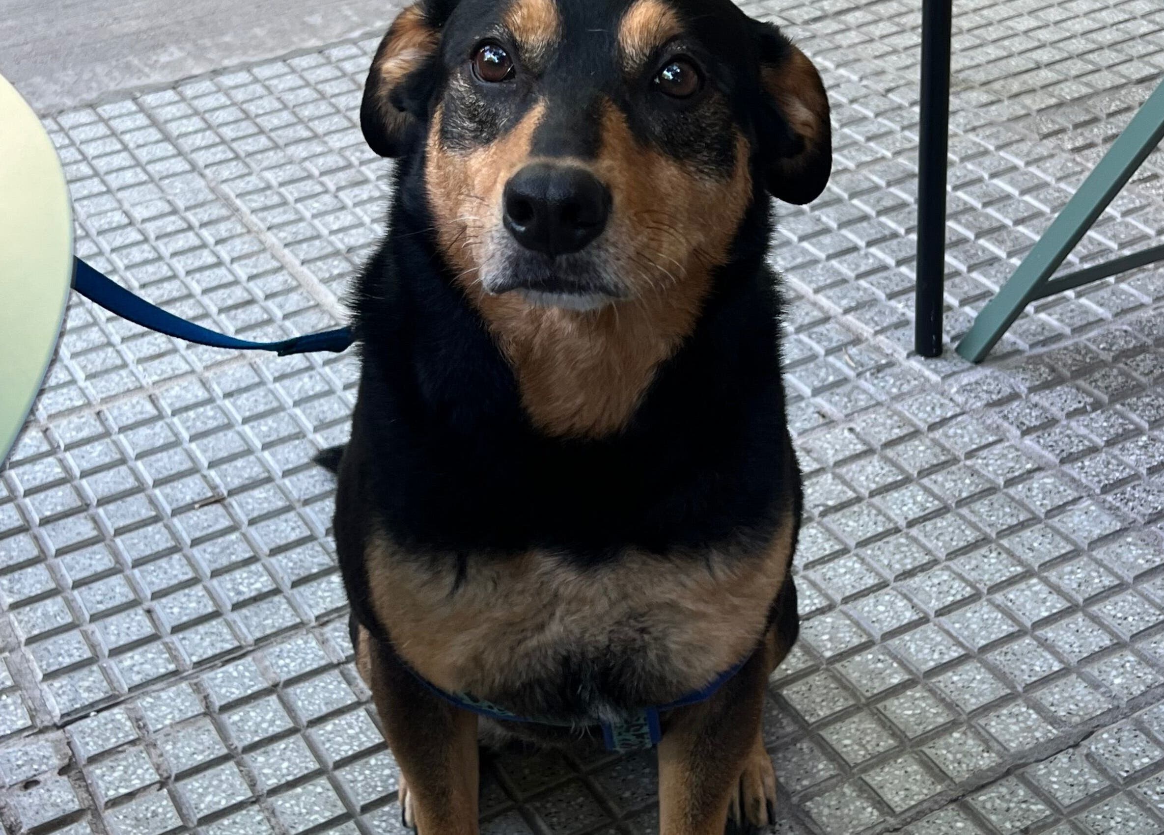 Playful dog sitting outside Lucas Lezcano, Buenos Aires, Ciudad Autónoma De Buenos Aires, AR.