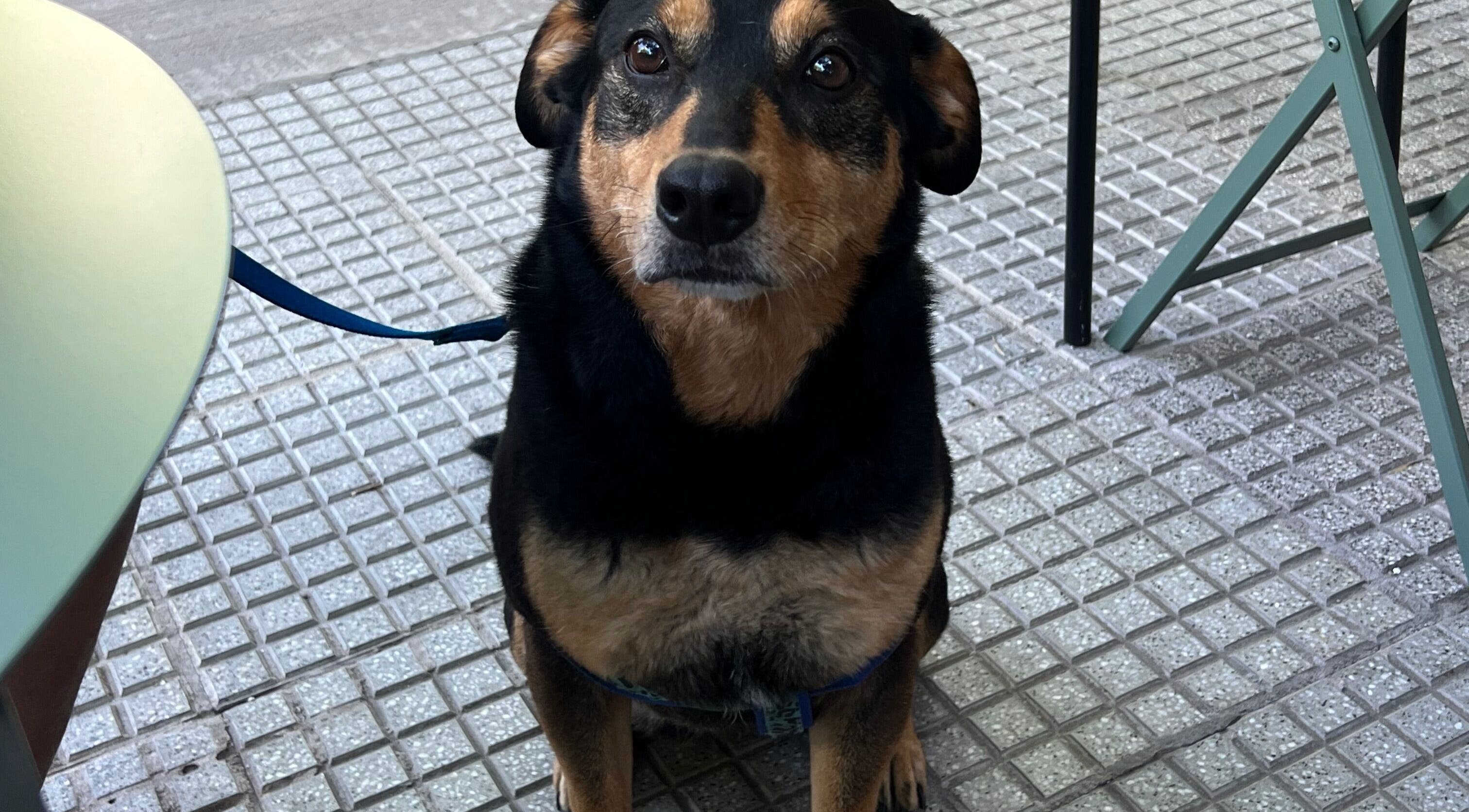 Playful dog sitting outside Lucas Lezcano, Buenos Aires, Ciudad Autónoma De Buenos Aires, AR.
