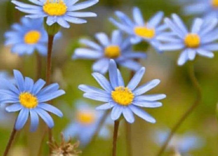 Vibrant blue flowers symbolizing tranquility at Hair by Crystal Gayle, Jacksonville, Florida, US.