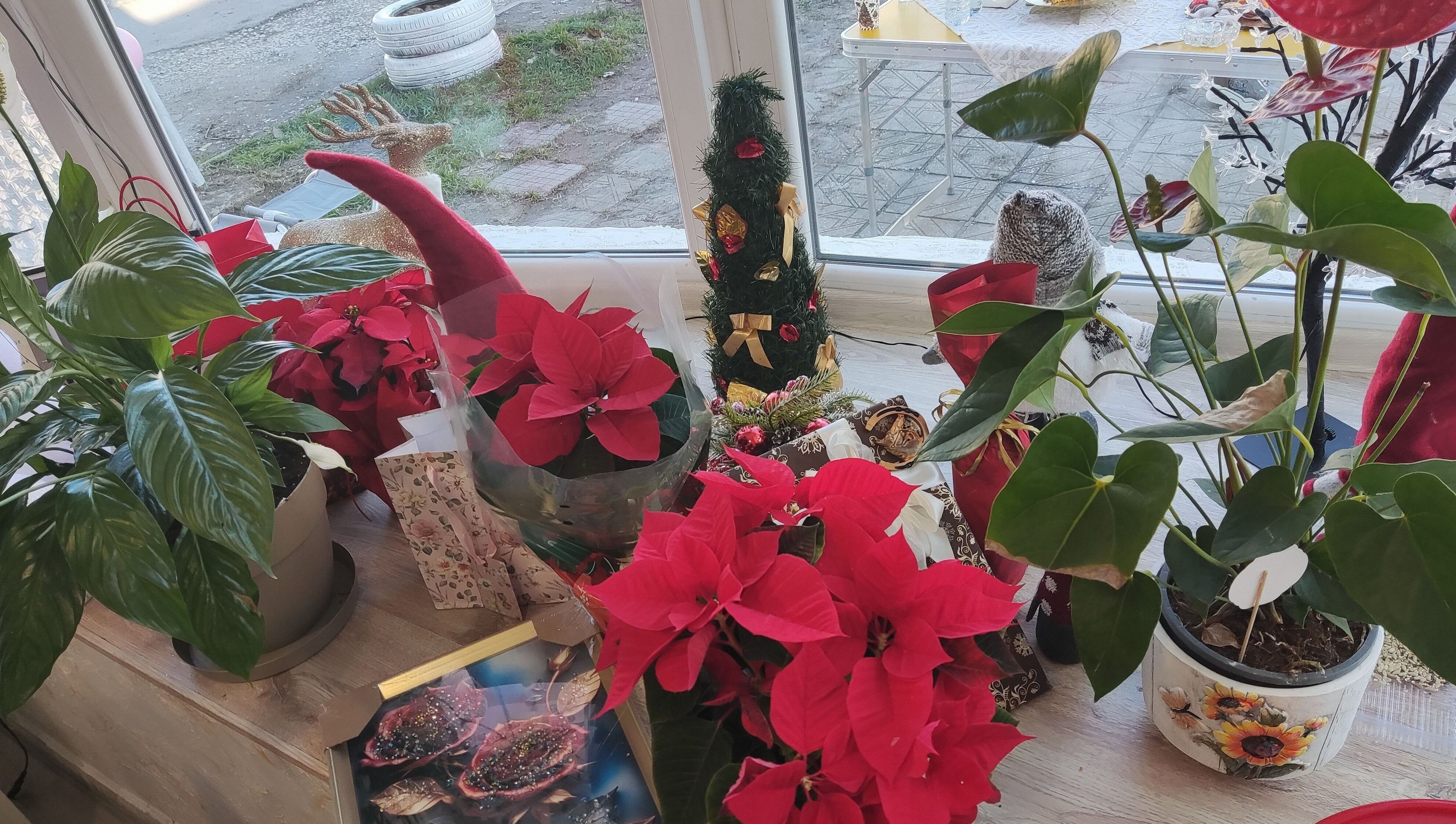 Празнична украса с растения в Ina Beauty Studio, Пловдив, Пловдив, BG.