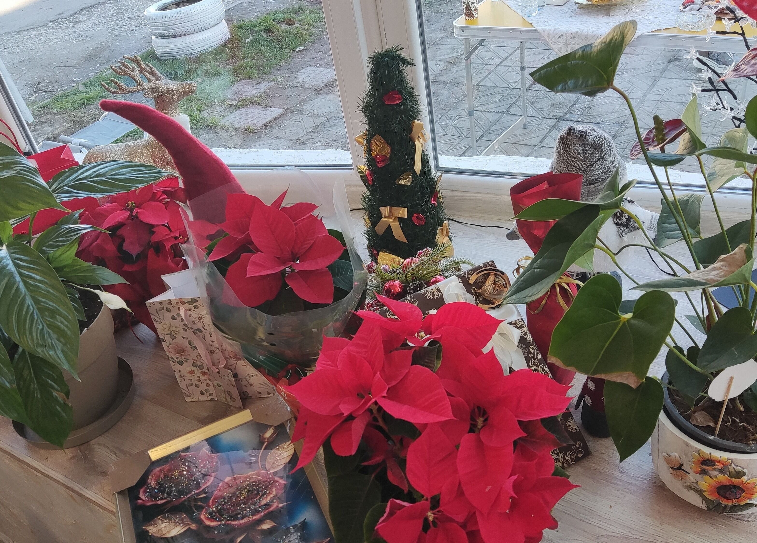 Празнична украса с растения в Ina Beauty Studio, Пловдив, Пловдив, BG.