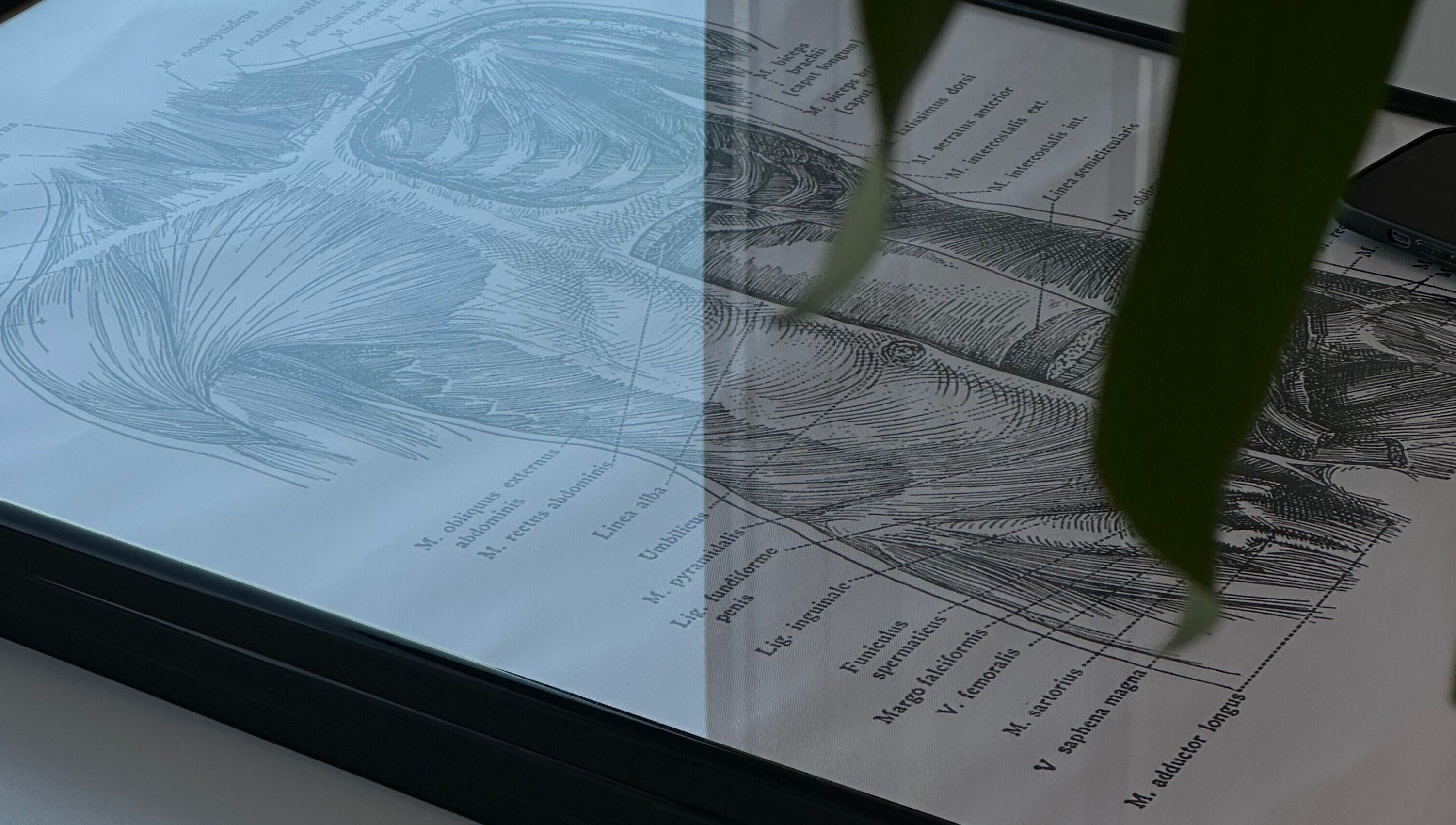 Anatomy illustration at Physio_tln, Tallinn, Harju maakond, EE showcasing detailed muscle structure.