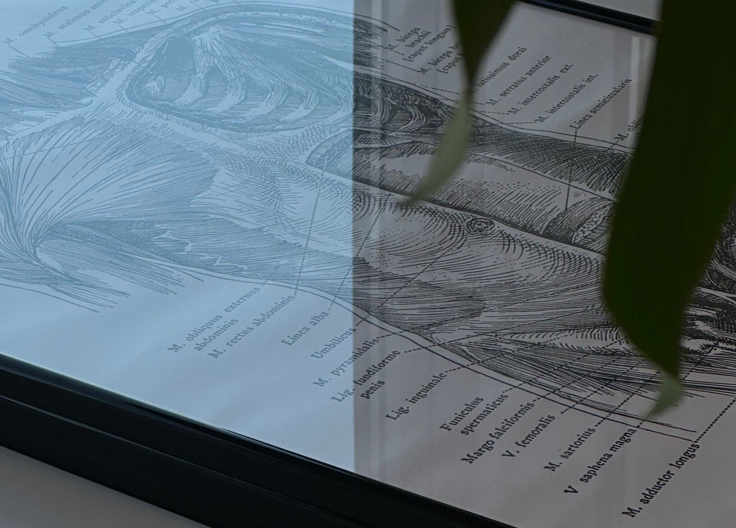 Anatomy illustration at Physio_tln, Tallinn, Harju maakond, EE showcasing detailed muscle structure.