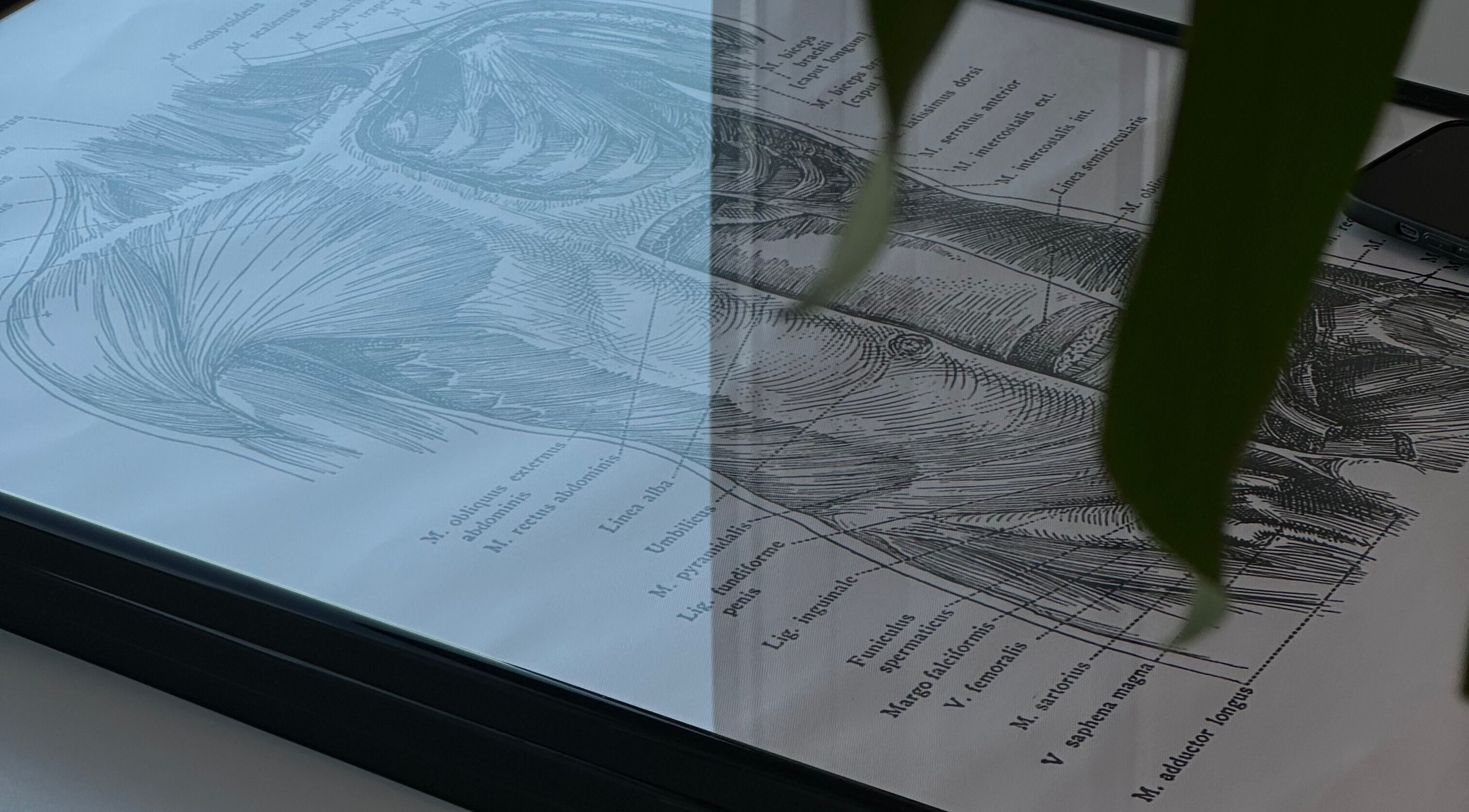 Anatomy illustration at Physio_tln, Tallinn, Harju maakond, EE showcasing detailed muscle structure.