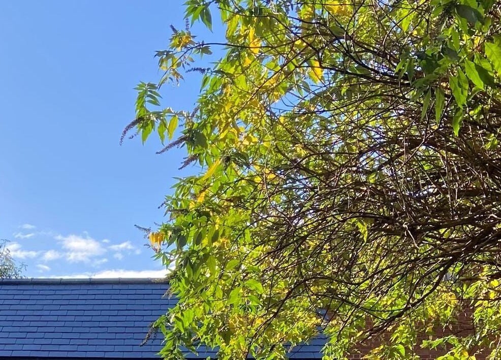 Serene greenery at Jess Clark Yoga Massage, Hitchin, England, GB under a clear blue sky.