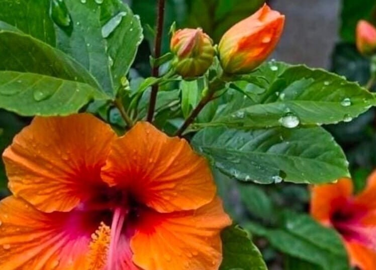 Fleur d'hibiscus vibrant à Ongle& paillettes, Rogny-les-sept-écluses, Bourgogne-franche-comté, FR.