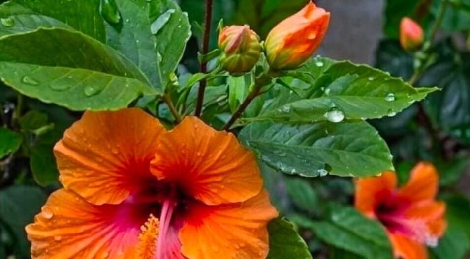 Fleur d'hibiscus vibrant à Ongle& paillettes, Rogny-les-sept-écluses, Bourgogne-franche-comté, FR.
