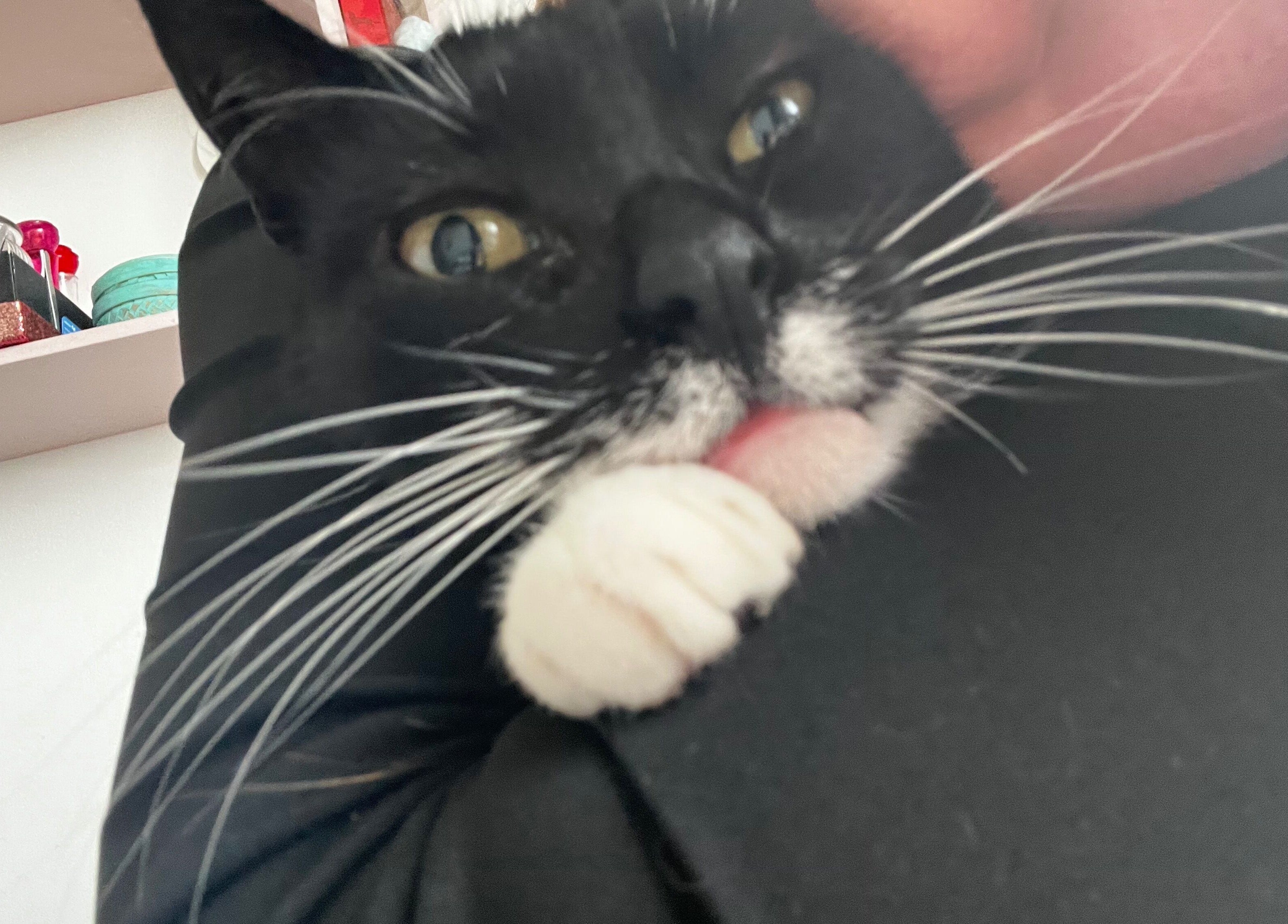 Cute black-and-white cat being hugged at Ommni Tattoo, Concón, Valparaíso, CL.