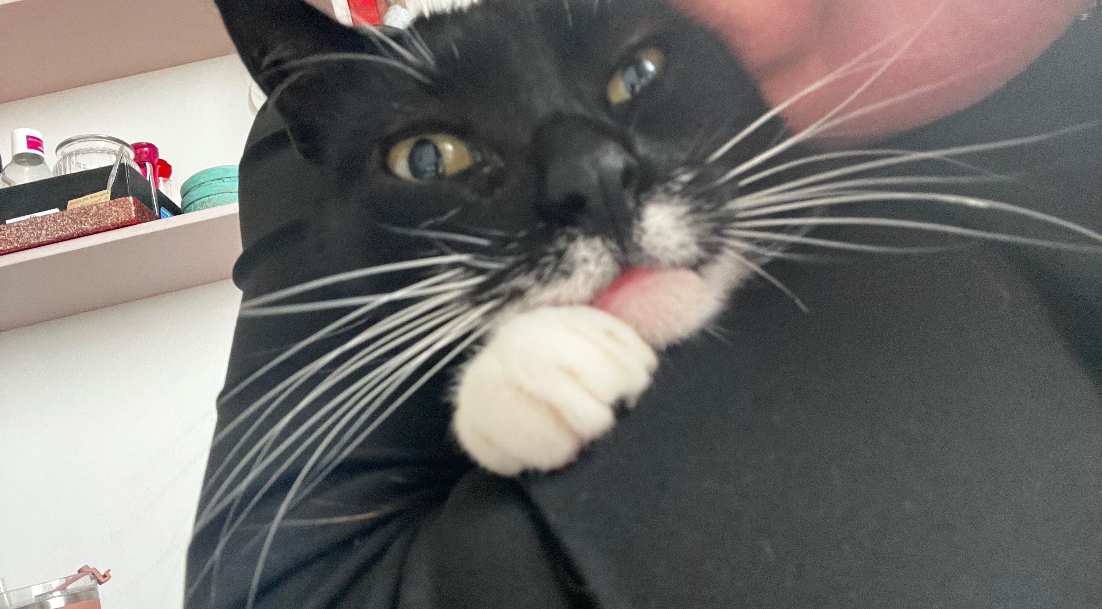 Cute black-and-white cat being hugged at Ommni Tattoo, Concón, Valparaíso, CL.