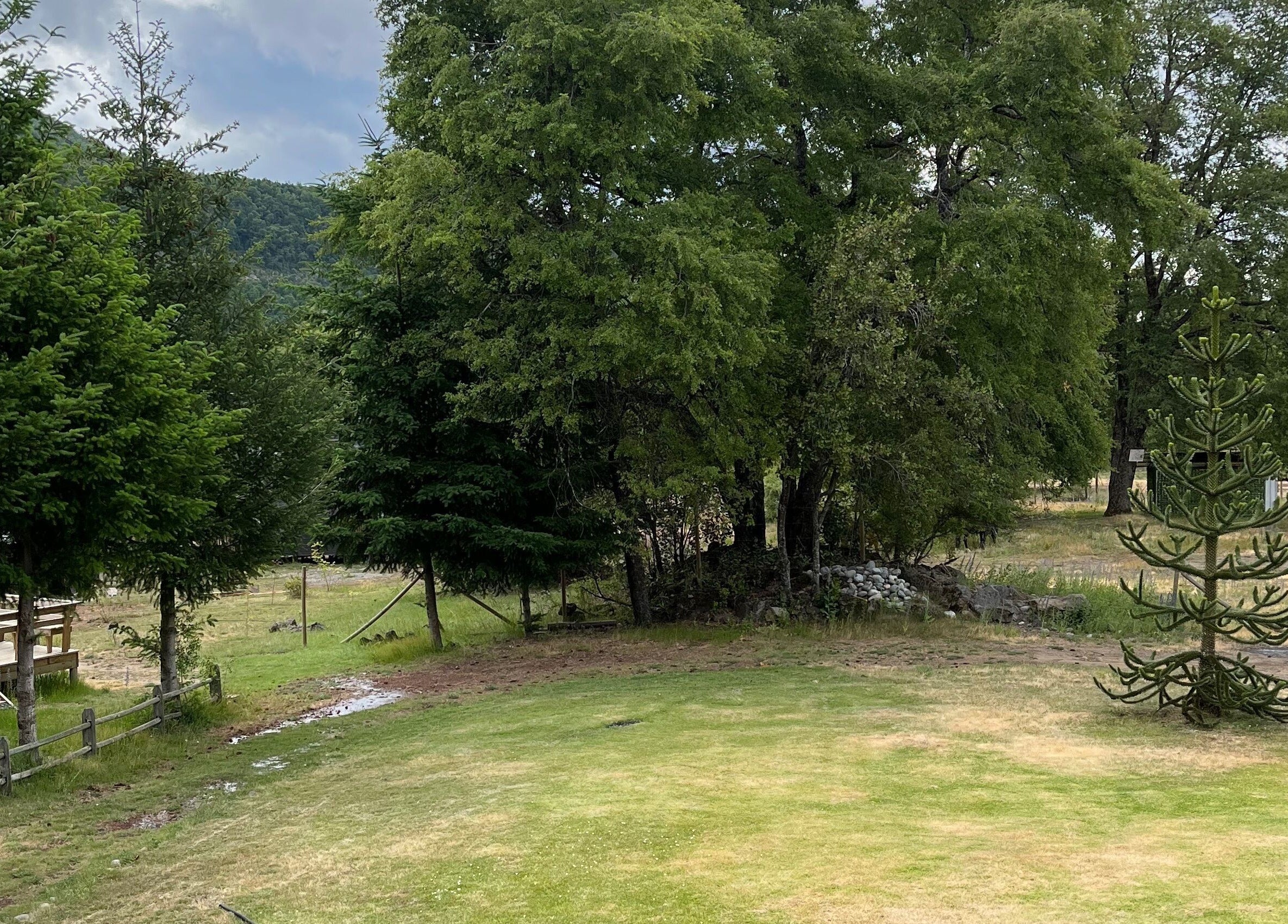 Lush green landscape at Ommni Tattoo, Concón, Valparaíso, CL surrounded by tall trees and a peaceful atmosphere.