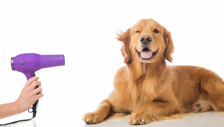 Nine Tails Pet Grooming image 1