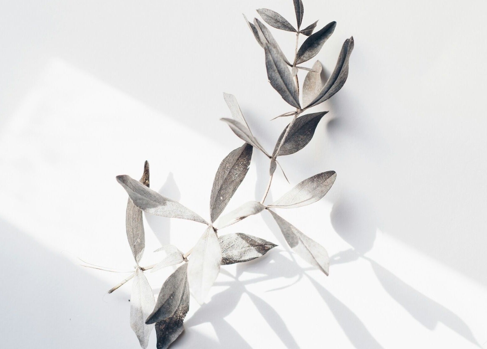 Elegant gray leaves casting shadows at FÈATH, Minato City, Tokyo, JP, embodying tranquility and nature.