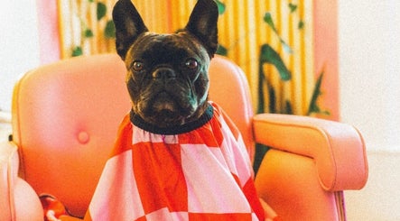 Adorable dog in a salon chair at Carly Jones, Victoria, British Columbia, CA, ready for pampering.