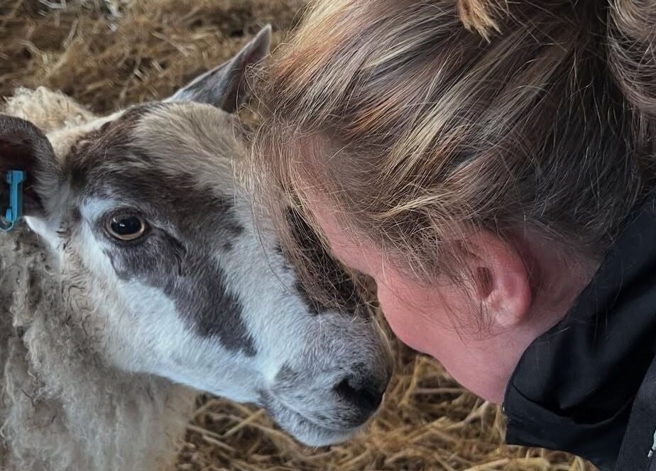 Person bonding with a sheep at The 121 Diet by Cambridge Weight Plan with Vanessa, UK, UK, GB.