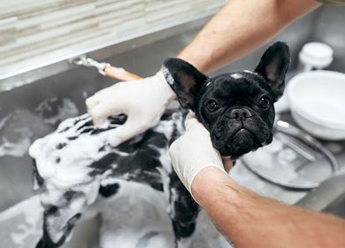 Un cane viene lavato con cura presso WASH DOG 24h – DALMINE, Dalmine, Lombardia, IT.