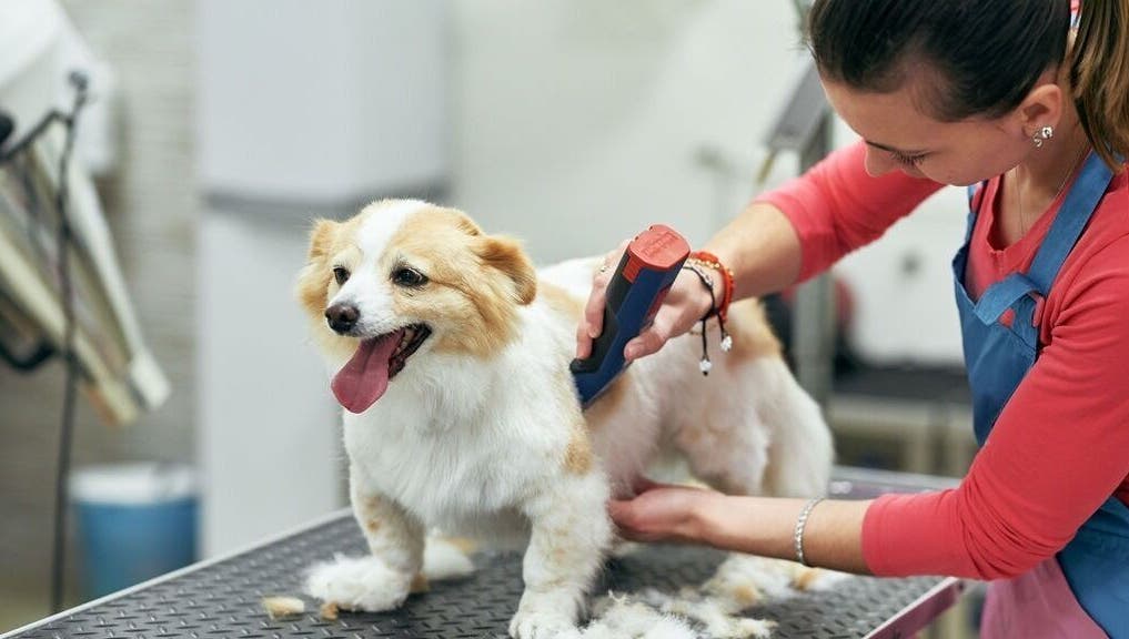 Toelettatrice professionale cura cane felice da AB Toelettatura Luxury Dalmine BG, Dalmine, Lombardia, IT.