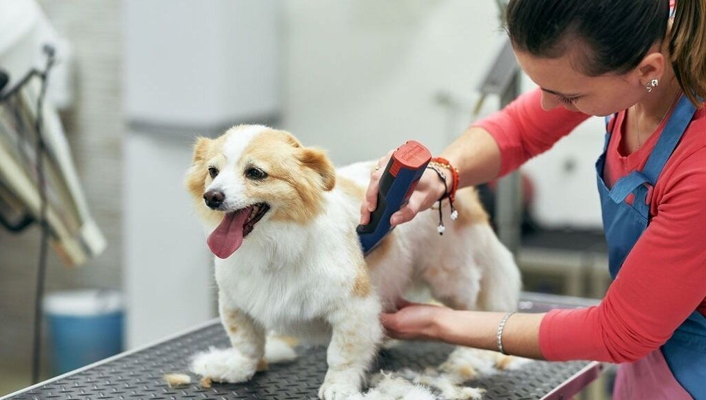 Toelettatrice professionale cura cane felice da AB Toelettatura Luxury Dalmine BG, Dalmine, Lombardia, IT.