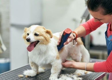 Toelettatrice professionale cura cane felice da AB Toelettatura Luxury Dalmine BG, Dalmine, Lombardia, IT.