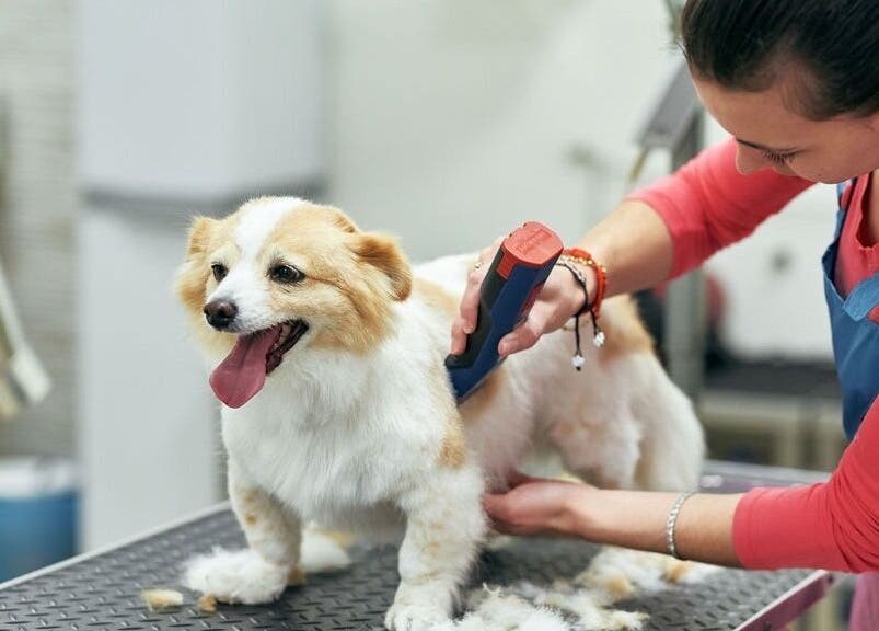 Toelettatrice professionale cura cane felice da AB Toelettatura Luxury Dalmine BG, Dalmine, Lombardia, IT.