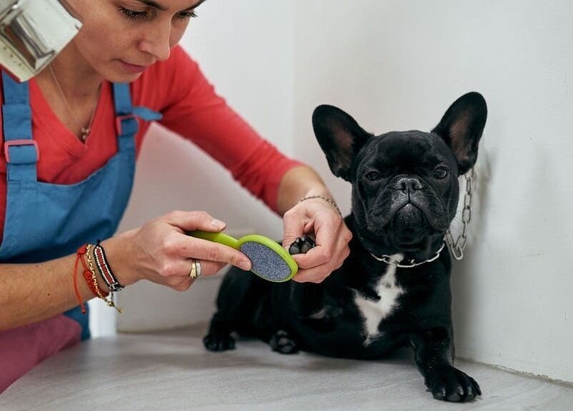 Groomer cura le unghie di un cane da AB Toelettatura Luxury Dalmine BG, Dalmine, Lombardia, IT.