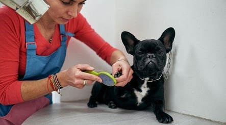 Groomer cura le unghie di un cane da AB Toelettatura Luxury Dalmine BG, Dalmine, Lombardia, IT.